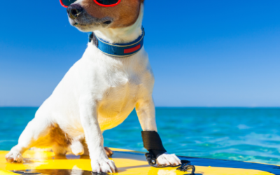 Mejor seguro para perros