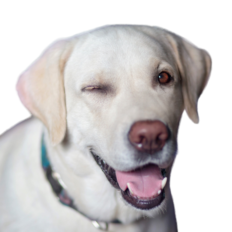 seguro medico perros seguro medico perros
