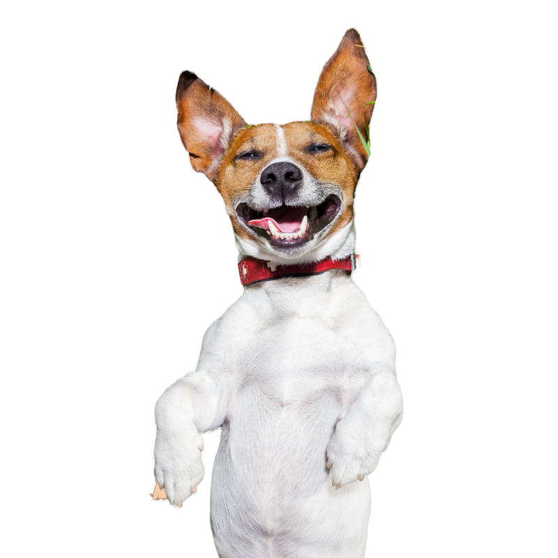 seguro salud perro seguro salud perro