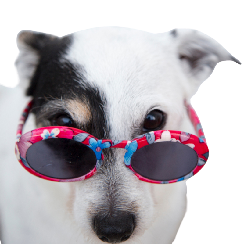 mejor seguro para perros mejor seguro para perros
