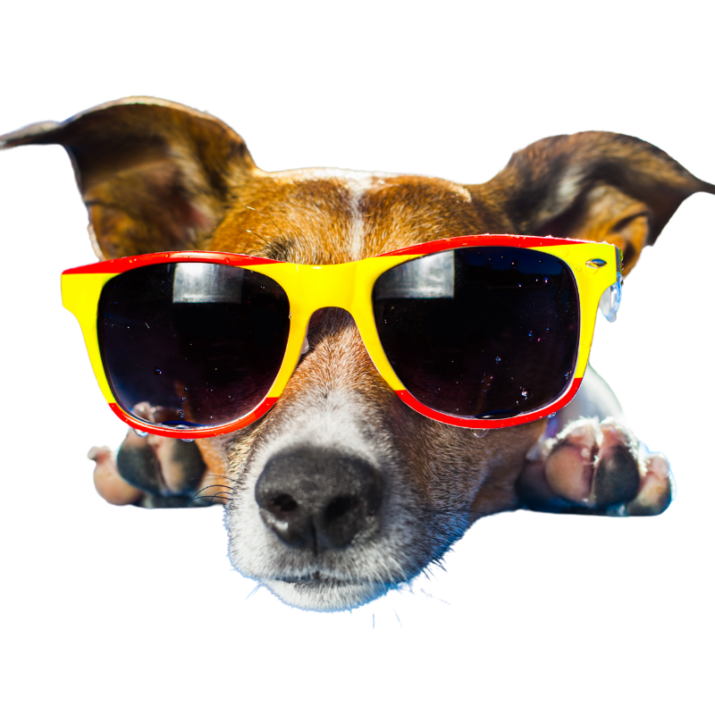 seguro medicos para perros seguro medicos para perros