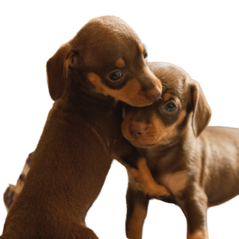 1seguro veterinario mascotas seguro veterinario mascotas
