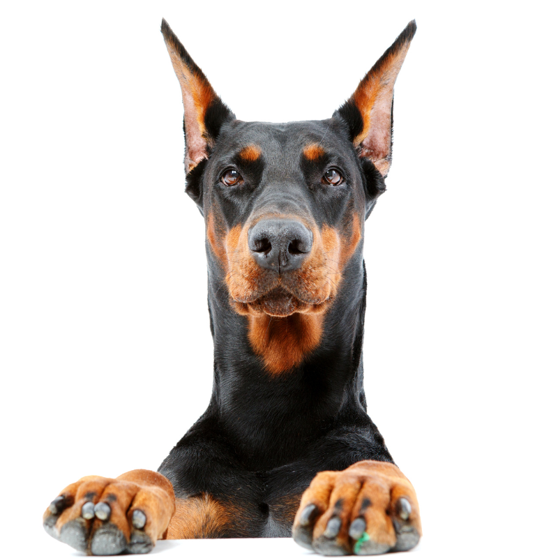 seguro para perros ppp seguro para perros ppp