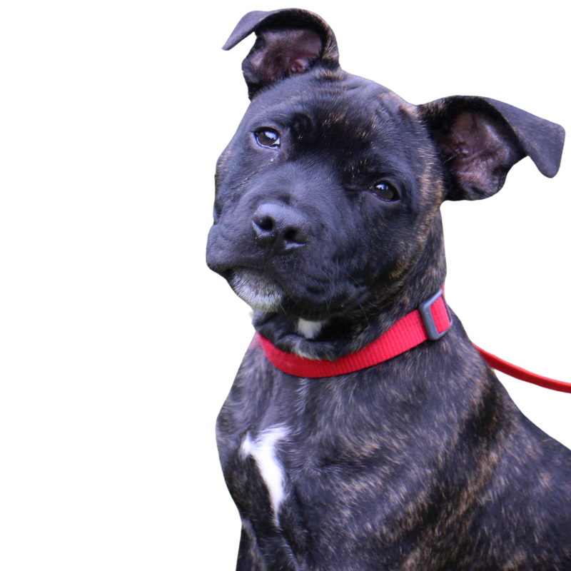 seguro para perros peligrosos seguro para perros peligrosos