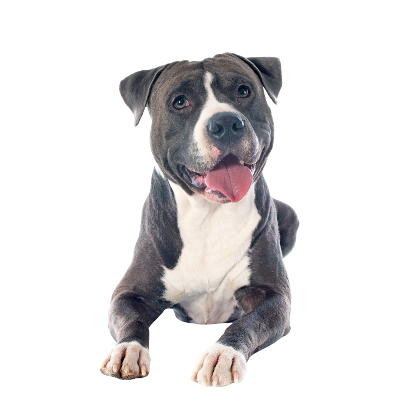 poliza de seguro para perros peligrosos poliza de seguro para perros peligrosos