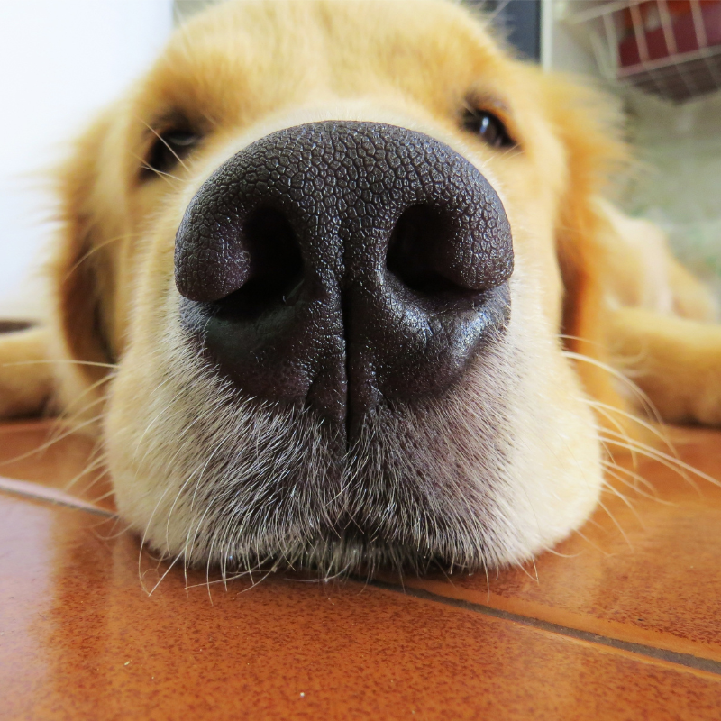 seguro veterinarios perros seguro veterinarios perros
